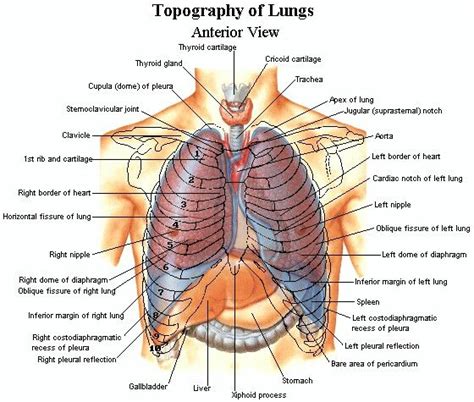 The first seven ribs attach directly to the. Topography of Lungs | Anatomy organs, Human body anatomy ...