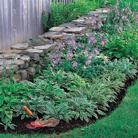 Emerald Atoll Miniature Hosta Collection Backyard Landscaping