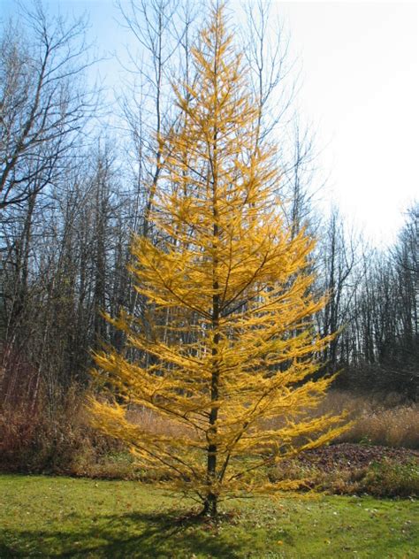 Western Larch Tamarack Coniferous Forest