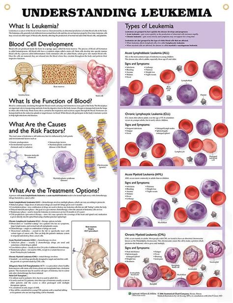 Understanding Leukemia Anatomy Poster For Medical Office And Classroom