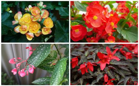 The Different Types Of Begonias Garden Lovers Club