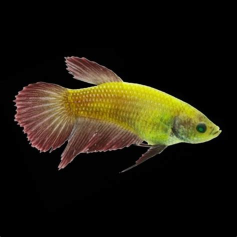 Electric Green Glofish Betta Betta Splendens Female That Fish Place