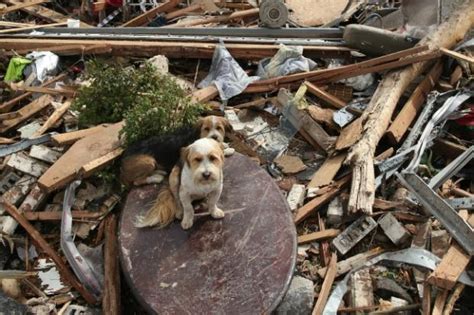 Oklahoma Tornado Dogs Coming To Chicago In Search Of Homes Lincoln