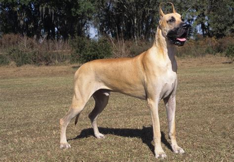 Great Dane Dog Breed Information Vetstreet Vetstreet