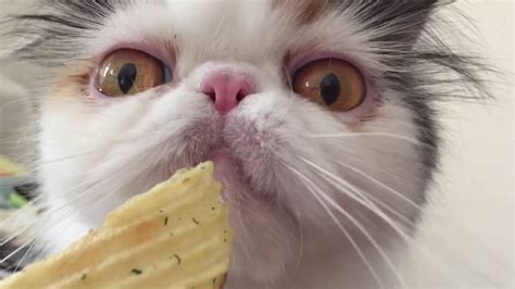 Cat Eating Chips Youtube