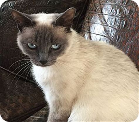 You name it, we've got it! Siamese Cat for adoption in North Brunswick, New Jersey ...