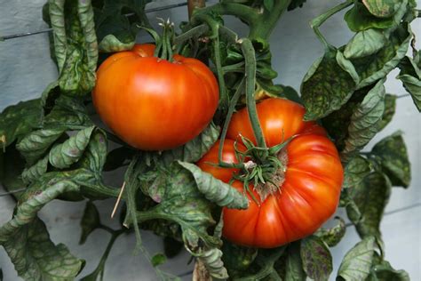 How To Grow Beefsteak Tomatoes Daniel Oren