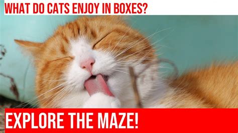 Exploring Cardboard Box Mazes Cats Labyrinth Love Youtube