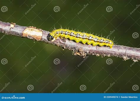 Box Tree Moth Caterpillar Cydalima Perspectalis Closeup Feeding Stock