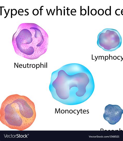 White Blood Cell Model Labeled