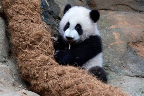 Young Giant Panda Twins At Zoo Atlanta Venture Outdoors Features