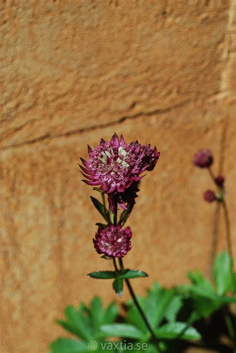 Astrantia star of fire is prized for fresh or dried floral arrangements. Växtia » Astrantia major 'Star of Fire'