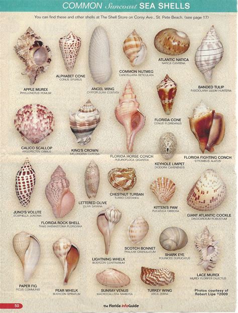 Seashell Find Yours Sea Shells Shells And Sand Seashell Crafts