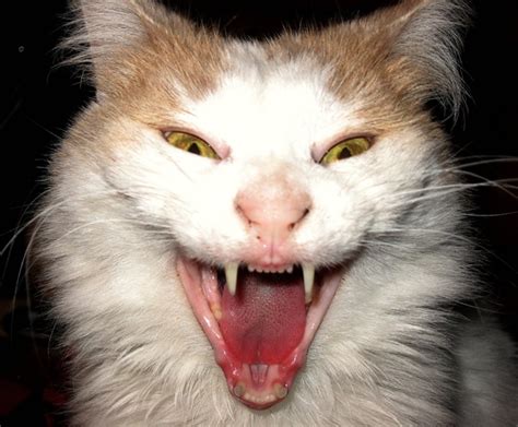 40 Scary And Funny Cat Pictures Tail And Fur
