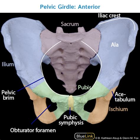 The pelvic girdle (hip girdle) is formed by a single bone, the hip bone or coxal bone (coxal = hip), which serves as the attachment point for each lower limb. Gross Anatomy Glossary: Pelvic Girdle (Photos) | Draw It ...