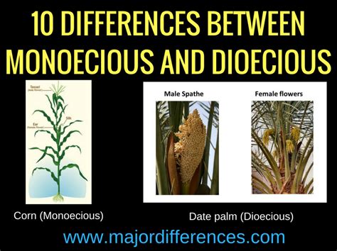 10 Differences Between Monoecious And Dioecious