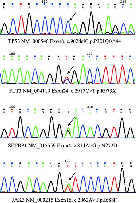 Sanger Sequencing Of Genomic Pcr Products Of Bone Marrow Mononuclear Download Scientific