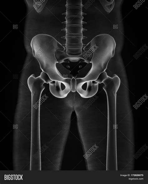 Ilium Bone Hip Bone Image And Photo Free Trial Bigstock