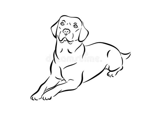 Labrador Vector Illustration Stock Vector Illustration Of Animal