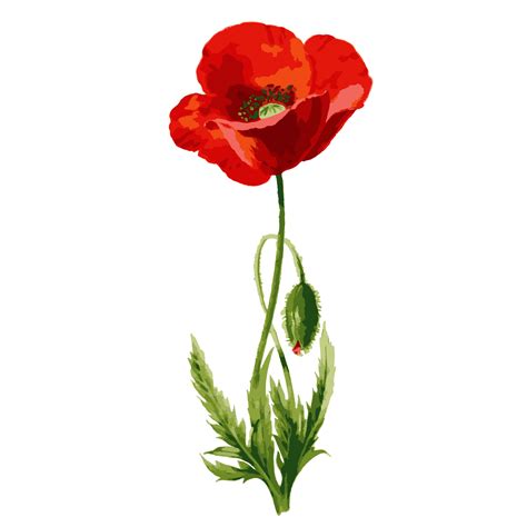 Poppy Flower Watercolor Clipart Free Stock Photo - Public Domain Pictures