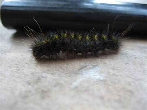 Black Hairy Caterpillar With Yellow Tufts And Two Yellow Spots
