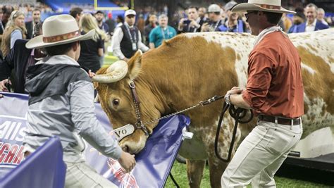 Stop Using Live Mascots Peta Says After Bevo Charges During Sugar Bowl
