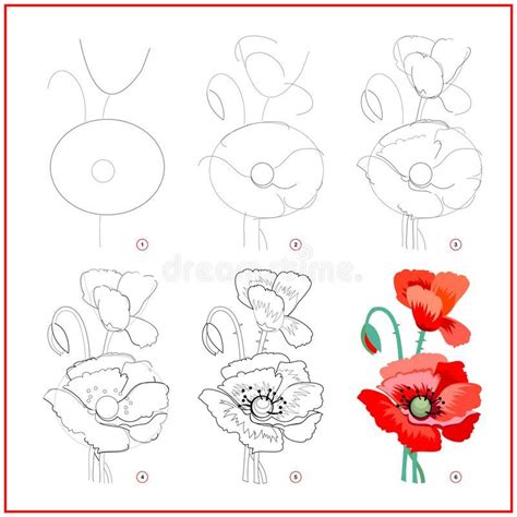 Poppy Flower Drawing Step By Step Emery Kay