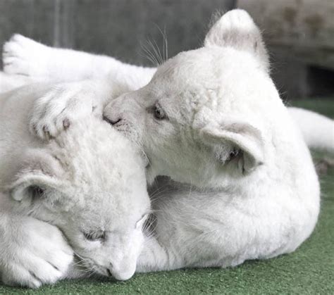 White Lion Cubs Melt Hearts In Adorable Images Nature
