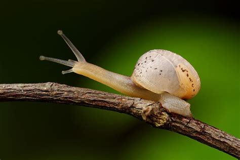 Meet The Terrestrial Snails