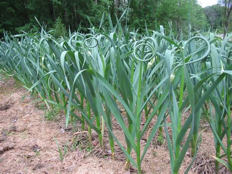 Money Matters Investing In Garlic Farming