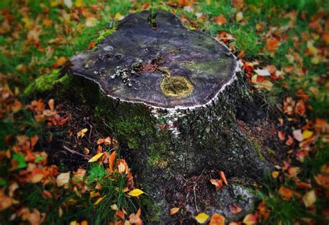 How To Rot A Tree Stump Fast With Chemicals The Forestry Pros