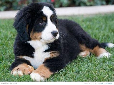 I Want This Dog Its A Bernese Mountain Dognewfoundland