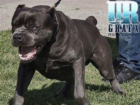 Castleguard cane corso italiano, breeder with puppies in co, show, working, and companion dogs. Cane Corso puppies available! for Sale in San Jose ...