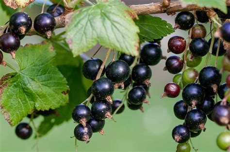 Black Currant Cultivation Varieties And Planting Agri Farming