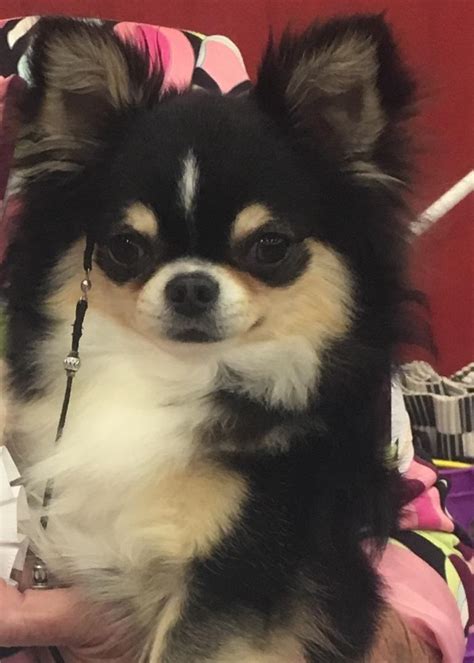 35 Long Haired Chihuahua For Adoption Near Me Photo Bleumoonproductions