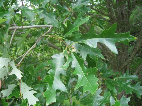 Overcup Oak Plants Plant Identification Native Plants