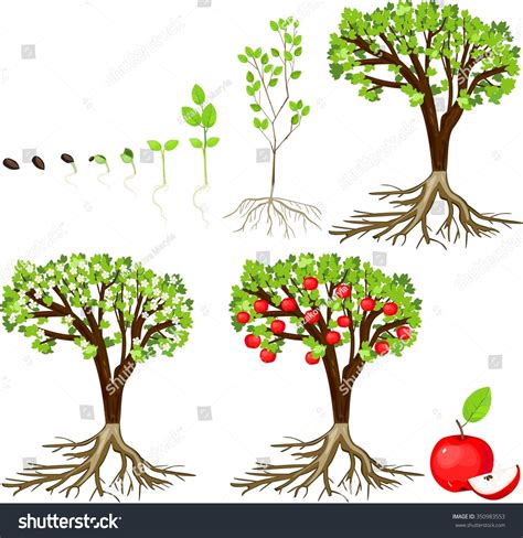 Your area might have peach trees or apple trees, and you could add the seeds and the. Life Cycle Of Apple Tree Stock Photo 350983553 : Shutterstock