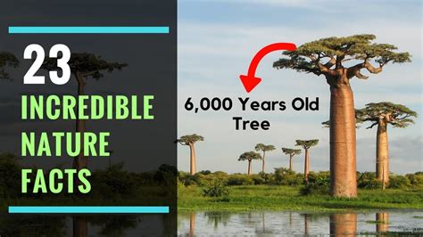 23 Amazing Facts You Didnt Know About Nature Incredible Nature
