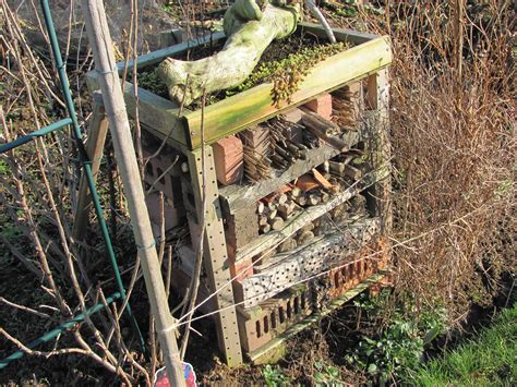 Our Wildlife Friendly Allotment Gardening For Wildlife Gardening With