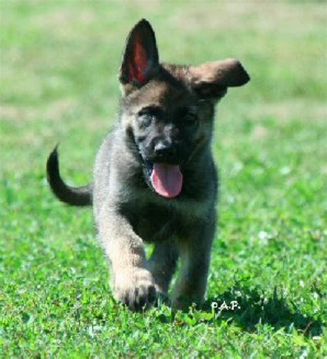 Dogs With Jobs German Shepherd Puppies Protect And Serve