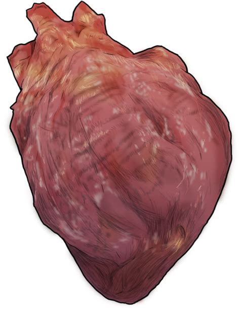 Free Realistic Heart Png Download Free Realistic Heart Png Png Images