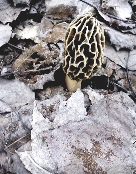 Northern Michigan Mushrooms Skidway Lake Mi