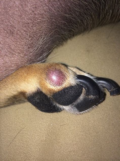 How do i know if my cat is in pain? Possible cyst on dogs foot. He's in pain walking on it ...