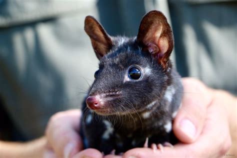 Australian eastern quoll | Quoll, Cute animals, Weird animals