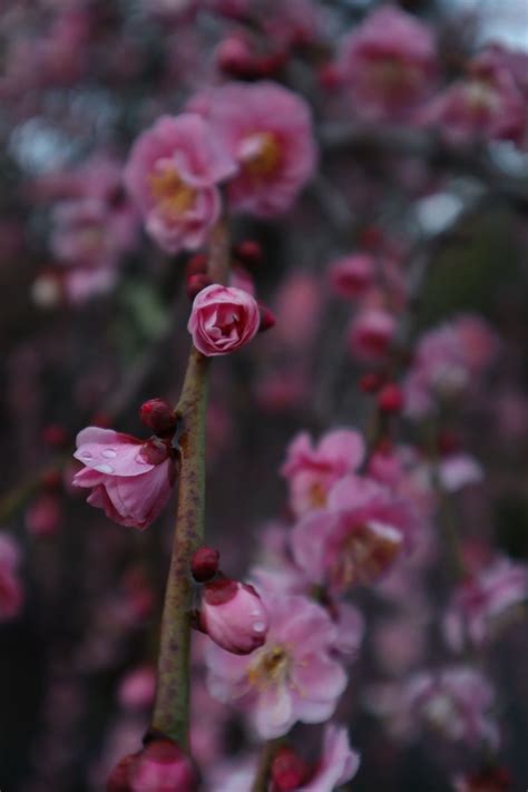 Live Tips For Growing Beautiful Cherry Blossoms Cherry Blossom