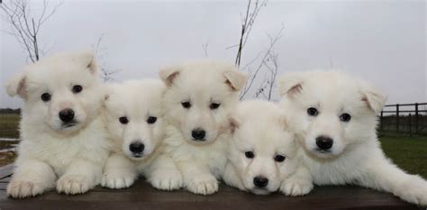 White German Shepherd Puppies Ready Now | Grantham ...
