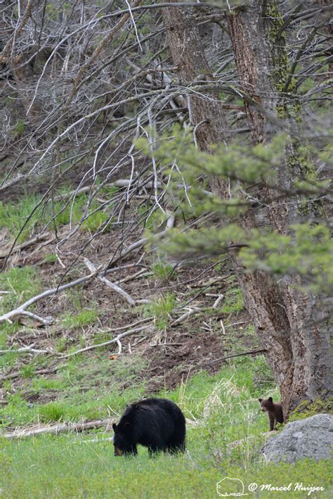 Marcel Huijser Photography Rocky Mountain Wildlife Black Bear Sow