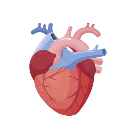 Premium Vector Human Heart The Heart With The Venous System Anatomy