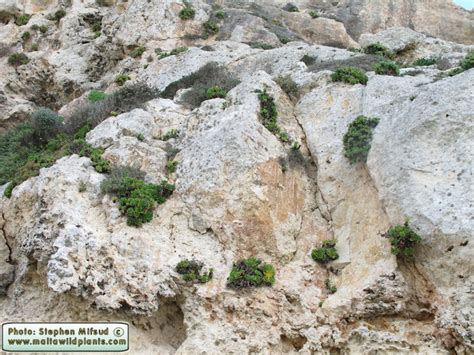 Cheirolophus Crassifolius Maltese Rock Centaury