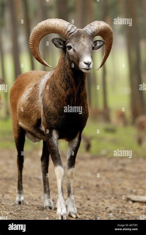 Mouflon Ovis Musimon Ovis Gmelini Musimon Male Stock Photo Alamy